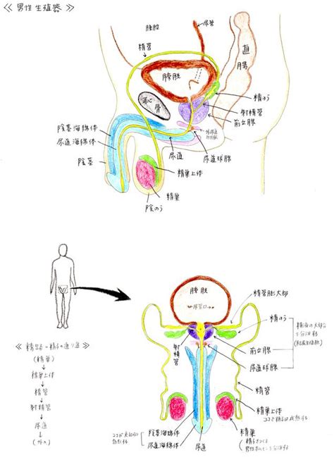 男性生殖器|男性の生殖器系の構造